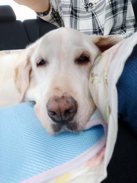 寝るの大好き 翁犬ブログ