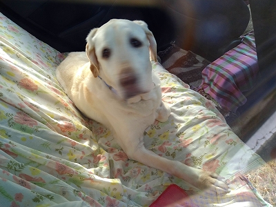 f:id:okinainu:20211025140813j:plain