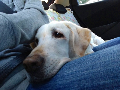 f:id:okinainu:20211025140829j:plain