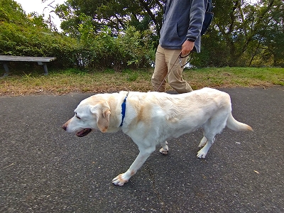 f:id:okinainu:20211025140916j:plain