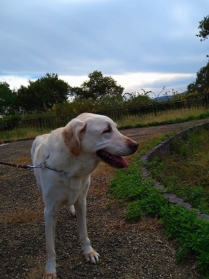 f:id:okinainu:20211025140921j:plain