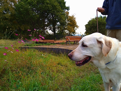 f:id:okinainu:20211025140929j:plain