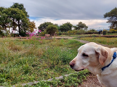 f:id:okinainu:20211025140959j:plain