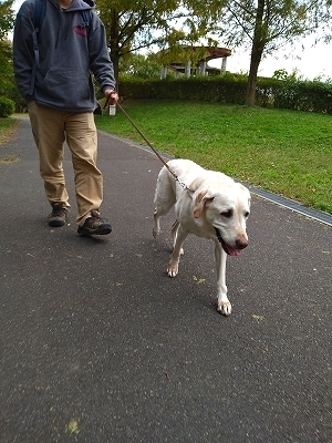 f:id:okinainu:20211025141011j:plain