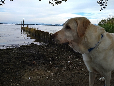 f:id:okinainu:20211025141023j:plain