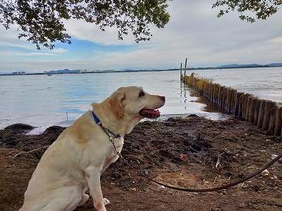 f:id:okinainu:20211025141041j:plain