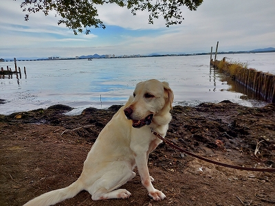 f:id:okinainu:20211025141055j:plain