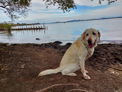 f:id:okinainu:20211025141139j:plain