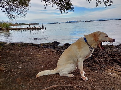 f:id:okinainu:20211025141145j:plain