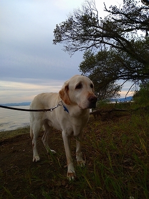 f:id:okinainu:20211025141221j:plain