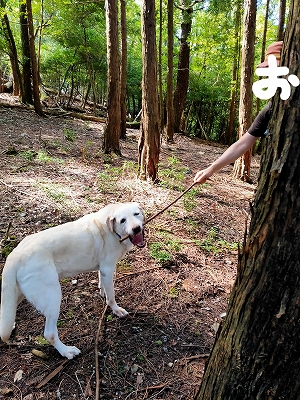f:id:okinainu:20211208162630j:plain