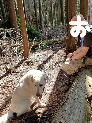 f:id:okinainu:20211208171156j:plain