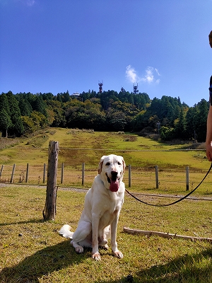 f:id:okinainu:20211208171521j:plain
