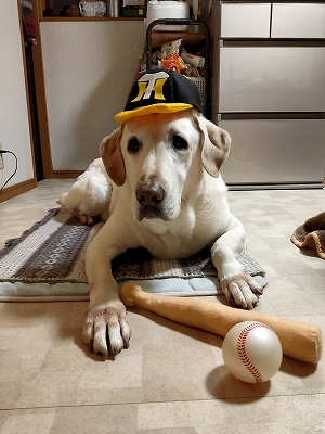 f:id:okinainu:20220103142310j:plain