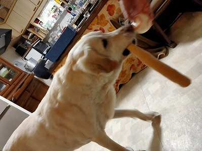 f:id:okinainu:20220103142328j:plain