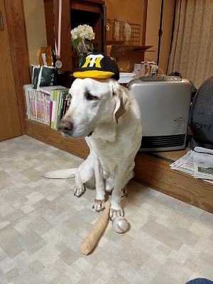 f:id:okinainu:20220103142332j:plain