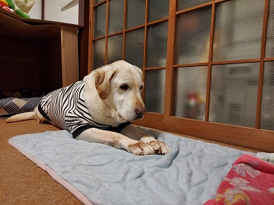 f:id:okinainu:20220108002151j:plain