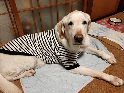 f:id:okinainu:20220129012920j:plain