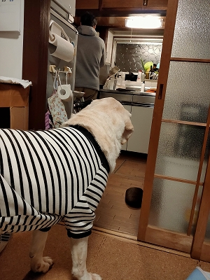 f:id:okinainu:20220129012923j:plain
