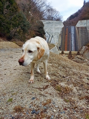 f:id:okinainu:20220309193644j:plain