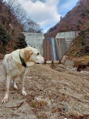 f:id:okinainu:20220309193648j:plain