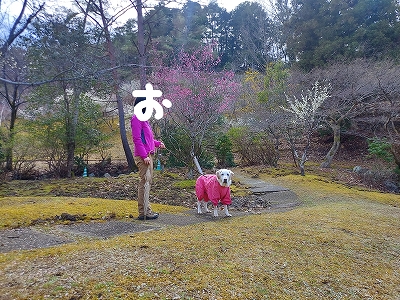 f:id:okinainu:20220331185016j:plain