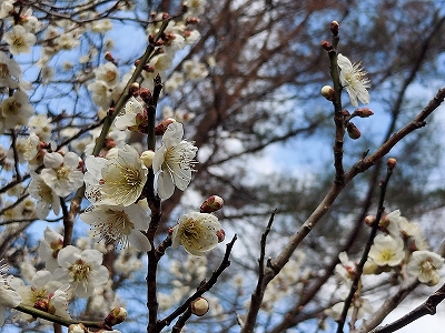 f:id:okinainu:20220331185033j:plain