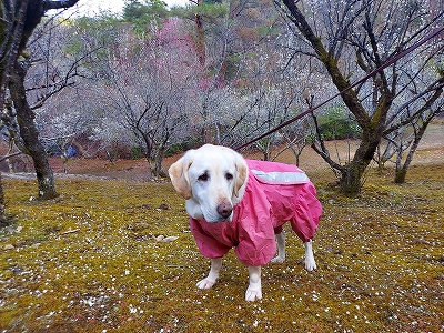 f:id:okinainu:20220331185044j:plain