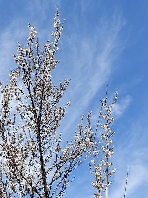 f:id:okinainu:20220331185052j:plain