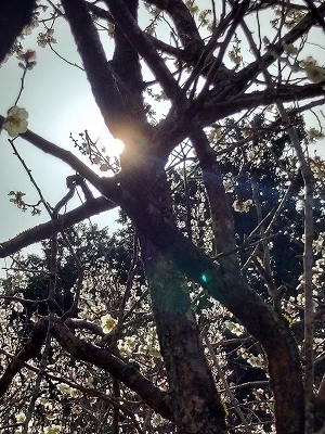 f:id:okinainu:20220331185104j:plain