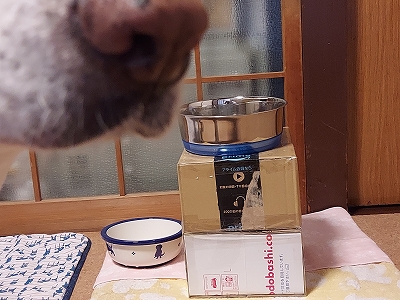 f:id:okinainu:20220404133004j:plain