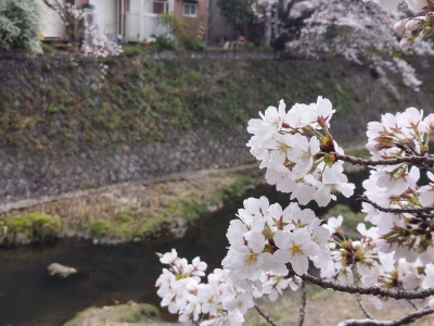 桜と川