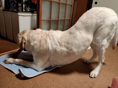 翁とニューおもちゃ２