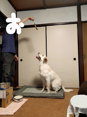 ジャンプ遊び１
