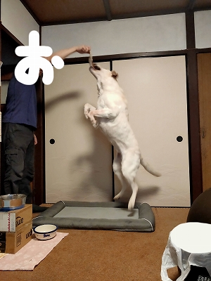 ジャンプ遊び２