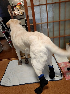 靴下翁後ろ姿