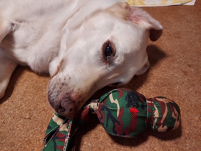 梅干しに赤しそを漬け込む 翁犬ブログ 梅干しに赤しそを漬け込む 翁犬ブログ