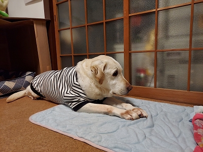 固まる翁