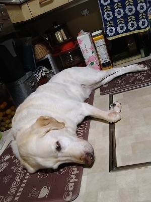 お昼寝翁１