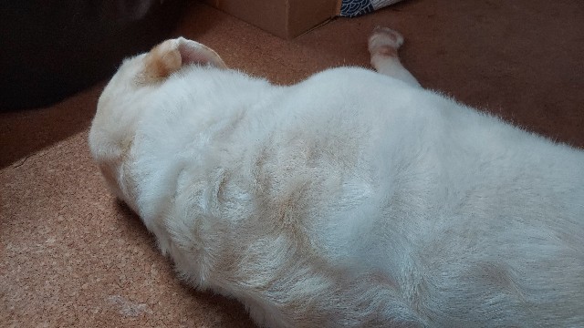 寢る翁