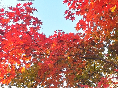 紅葉３