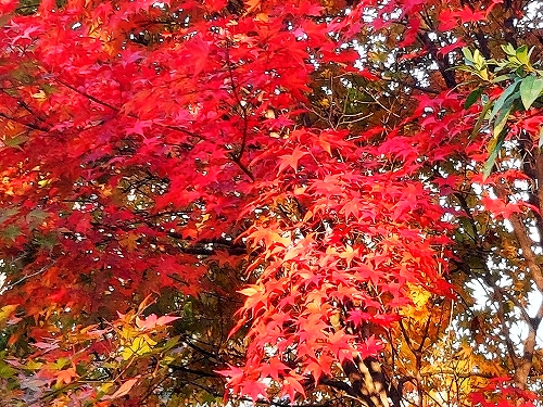 紅葉２
