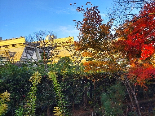 紅葉と会議場