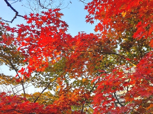 紅葉１