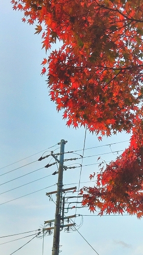 紅葉と電柱