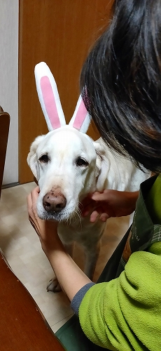 バニー翁１