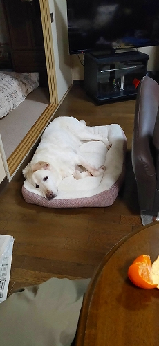 くつろぎ翁１
