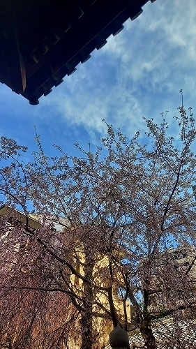 枝垂れ桜1