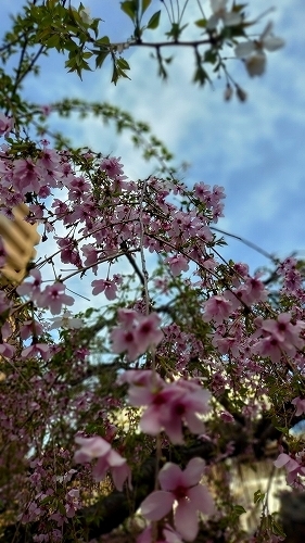 枝垂れ桜2