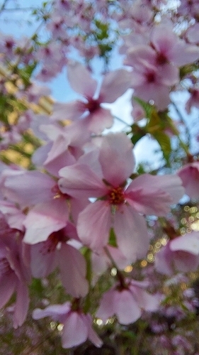 枝垂れ桜アップ